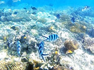 blue lagoon snorkeling