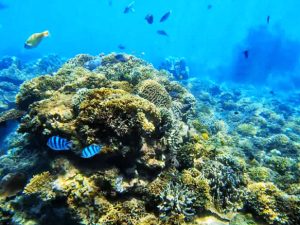 blue lagoon snorkeling