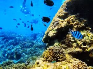 blue lagoon snorkeling
